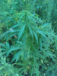 Чудо растения, которые где-то рядом с нами