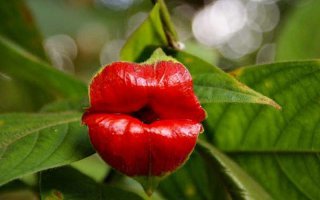 Название этого необычного цветка в форме алых женских губ   psychotria elata  или же Психотрия  возвышенная. Но у него есть и более  приземленное  название   Шлюхины губки.