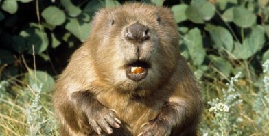 Парень собирает 360 литров кленового сока в день, чтобы сделать сироп