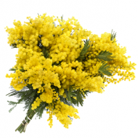 Мимоза!
Отвратительные, желтые, первые - на 8 марта везде. Когда читал именно их представлял.