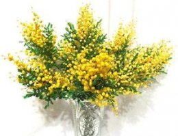 Мимоза и не йу.х спорить