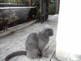 У нас тоже кошка не выносит ,если я выхожу или захожу в кухню и закрываю дверь. Она не мяукает,а начинает громко "хрюкать". Тоже ,может часами втыкать то в стену ,то в угол и ночью смотреть в окно.Интересно правда или нет,читал,  что они видят нижний и верхний мир,типа проводников.