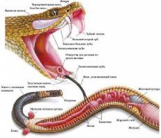 Именно - дыхательное отверстие, используемое во время заглатывания добычи - отверстие всегда снаружи - дышать-то надо)))
