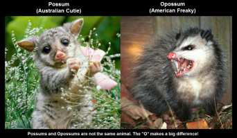 Миляга-поссум полез лакомиться через дырку в стене, но стал австралийским Винни-Пухом