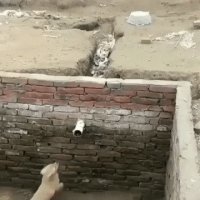 Собака-ниндзяка