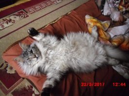 воспитание, мой даже готов терпеть если я его достаю, хотя редко это бывает, ласку обожает