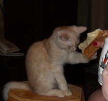 Все полки уже пустые стоят, всё убрали.