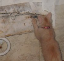 По жопе-то получает, конечно. А толку? Уже оторвано....
А доказательства есть