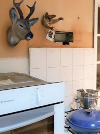 Миляга-поссум полез лакомиться через дырку в стене, но стал австралийским Винни-Пухом