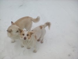 Мой найдёныш по шторам специалист. 
И всё-таки, у наших собак существует своя, секретная порода. Только они никому не говорят  Моя - однотонная, это она с другом.