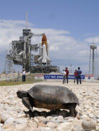 Американцы пытались, черепаха от них сбежала