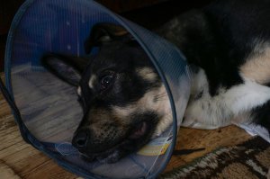 У нас котейка принимает на борт нового жильца. Щенку зашили пупочную грыжу, естественно не удобный воротник надели. Кот вошел в курс дела, оценил и стал пользоваться временными приимуществами. :)