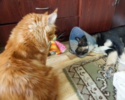 У нас котейка принимает на борт нового жильца. Щенку зашили пупочную грыжу, естественно не удобный воротник надели. Кот вошел в курс дела, оценил и стал пользоваться временными приимуществами. :)