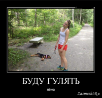 Ленивый пёс-лыжник стал знаменитостью в сети