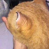 Японец сделал 2 острых ножа из макарон, а затем сварил и съел их