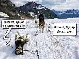 Ленивый пёс-лыжник стал знаменитостью в сети