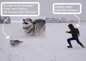 Ленивый пёс-лыжник стал знаменитостью в сети