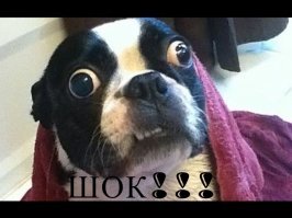 Шокирующее зрелище: паук-волк пожирает геккона