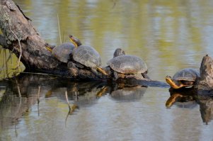 " ... советские черепахи ... " 
в очередь !