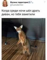 15 типичных манер поведения кошек, которые смешат и раздражают одновременно