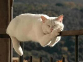 Кот ходит по мягкой спинке кровати и ... падает?!
Ахринеть!.