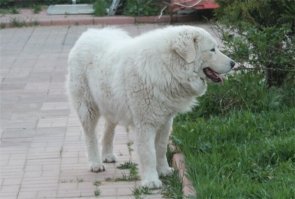 я чёт решил итальянскую мареммку завести, частный дом и всё такое.....