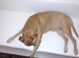 Знакомьтесь, Лила - питбуль, чьи странности только добавляют ей очарования