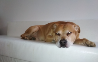 Знакомьтесь, Лила - питбуль, чьи странности только добавляют ей очарования