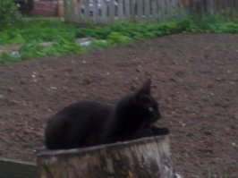 это мой найденыш (точнее моя - Люська)