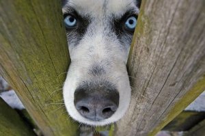 Хаски-путешественники, которые обожают прогулки