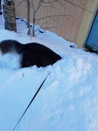 Очень подвижны...