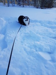 Очень подвижны...