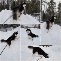 Хаски - отличная порода. Но это собака не для выгула три раза в день по пятнадцать минут...и не просто - очаровательная мордочка. Это активная порода, мини ураган.... Но да - они очаровательны, ласковее я породы пока не встречала)