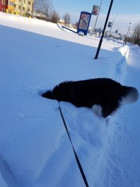 Очень подвижны...