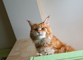 Вообще кот там был Мэйн Кун.
Оригинал истории был размещён изначально в ру.кэтс, а потом автор запостила в свой жж вот здесь: .
Истории  6 лет.