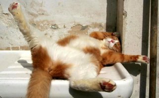 Ваще пофиг! Где упаду - там и чешите...