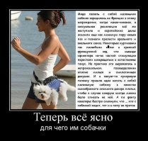 Удивительные способы перевозки и переноски  собак