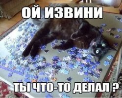 15 типичных манер поведения кошек, которые смешат и раздражают одновременно