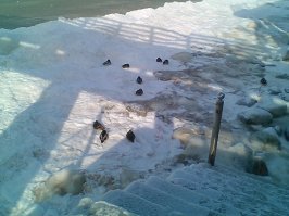 Вот ещё фотки. В тот же день. Холодина, морозяка, ветрище, но очень здорово.