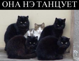 15 типичных манер поведения кошек, которые смешат и раздражают одновременно