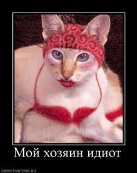 Котей вроде не против нарядов, но все же напомнило: