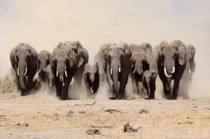 Черепаха осталась невредима, оказавшись под ногами у стада слонов