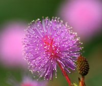 Та жёлтая хрень, которая почему-то называется "мимозой", на самом деле акация, а настоящая мимоза выглядит так: