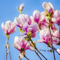 В Варне климат такой же: тоже уже в конце февраля находим первый зацветающий миндаль. В этом году нашли 31 января, очень обрадовались и собирались было уже прятать зимние куртки в шкаф. Но стукнули морозы и зацвёвший миндаль пожух. Конечно, сейчас уже пришла весна и ждём цветения магнолии - в прошлом году к этому времени уже почти отцвела. 
Весна - очень красивое время года, с улицы вообще не хочется возвращаться домой. Ждём апрель, когда зацветут в садах цветы и моя любимая ароматная павловния. Думаю, в Крыму она тоже растёт - этот аромат лилового дерева не спутаешь ни с чем :)

Фото: прошлогодняя варненская магнолия, апрельское цветение в ботаническом саду Балчика, майская павловния.