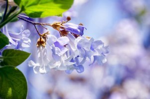 В Варне климат такой же: тоже уже в конце февраля находим первый зацветающий миндаль. В этом году нашли 31 января, очень обрадовались и собирались было уже прятать зимние куртки в шкаф. Но стукнули морозы и зацвёвший миндаль пожух. Конечно, сейчас уже пришла весна и ждём цветения магнолии - в прошлом году к этому времени уже почти отцвела. 
Весна - очень красивое время года, с улицы вообще не хочется возвращаться домой. Ждём апрель, когда зацветут в садах цветы и моя любимая ароматная павловния. Думаю, в Крыму она тоже растёт - этот аромат лилового дерева не спутаешь ни с чем :)

Фото: прошлогодняя варненская магнолия, апрельское цветение в ботаническом саду Балчика, майская павловния.