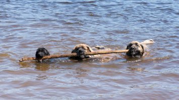 Собаки - расплескаки