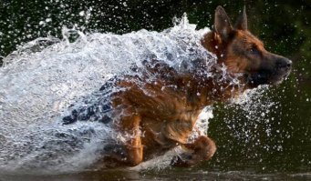 Собаки - расплескаки