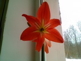 Эхе-хе... А у нас вот: такое цветение первого марта. Зато на работе зацвёл другой цветочек и прямо к празднику подгадал. Прелесть какая! (последнее фото)