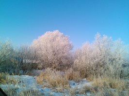 Эхе-хе... А у нас вот: такое цветение первого марта. Зато на работе зацвёл другой цветочек и прямо к празднику подгадал. Прелесть какая! (последнее фото)