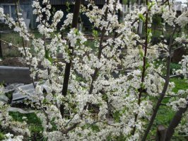 Автор, здорово конечно. Правда некоторые фотки явно из времени попозже. Но это мелочи. Ты пропустил цветущую сливу - в Севастополе уже зацвела, цветущий кизил и во многих палисадниках на солнечной стороне уже цветут нарциссы. У меня вон под окном, у соседей - желтое море уже неделю, даже снежок выпал, ничего им не было. 

Выезжали сегодня по делам я бродила в спортивном костюме и кроссовках, куртку-ветровку сняла - жарко. Правда погода порадовала сегодня женщин